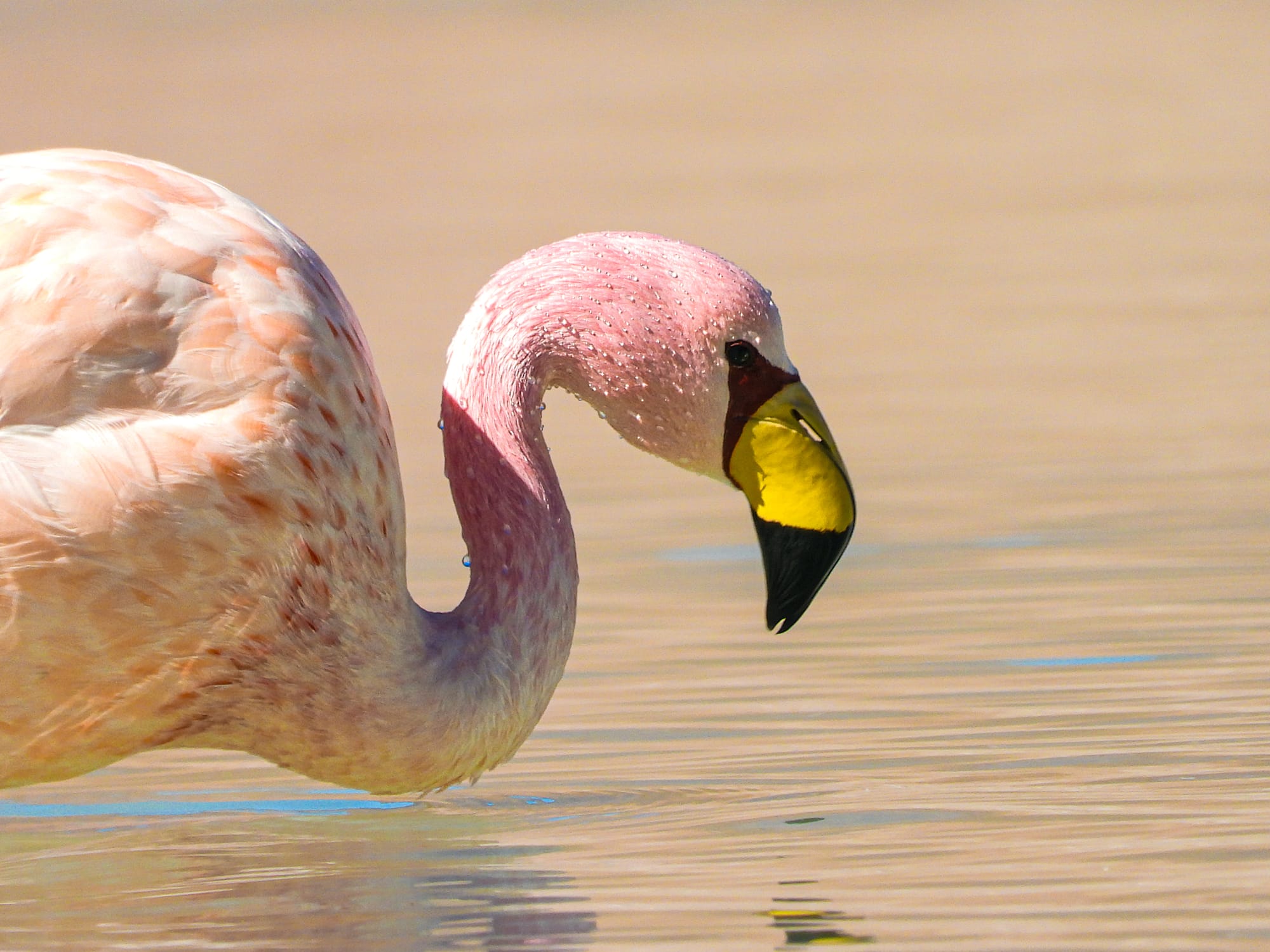 Bolivian Flamingo