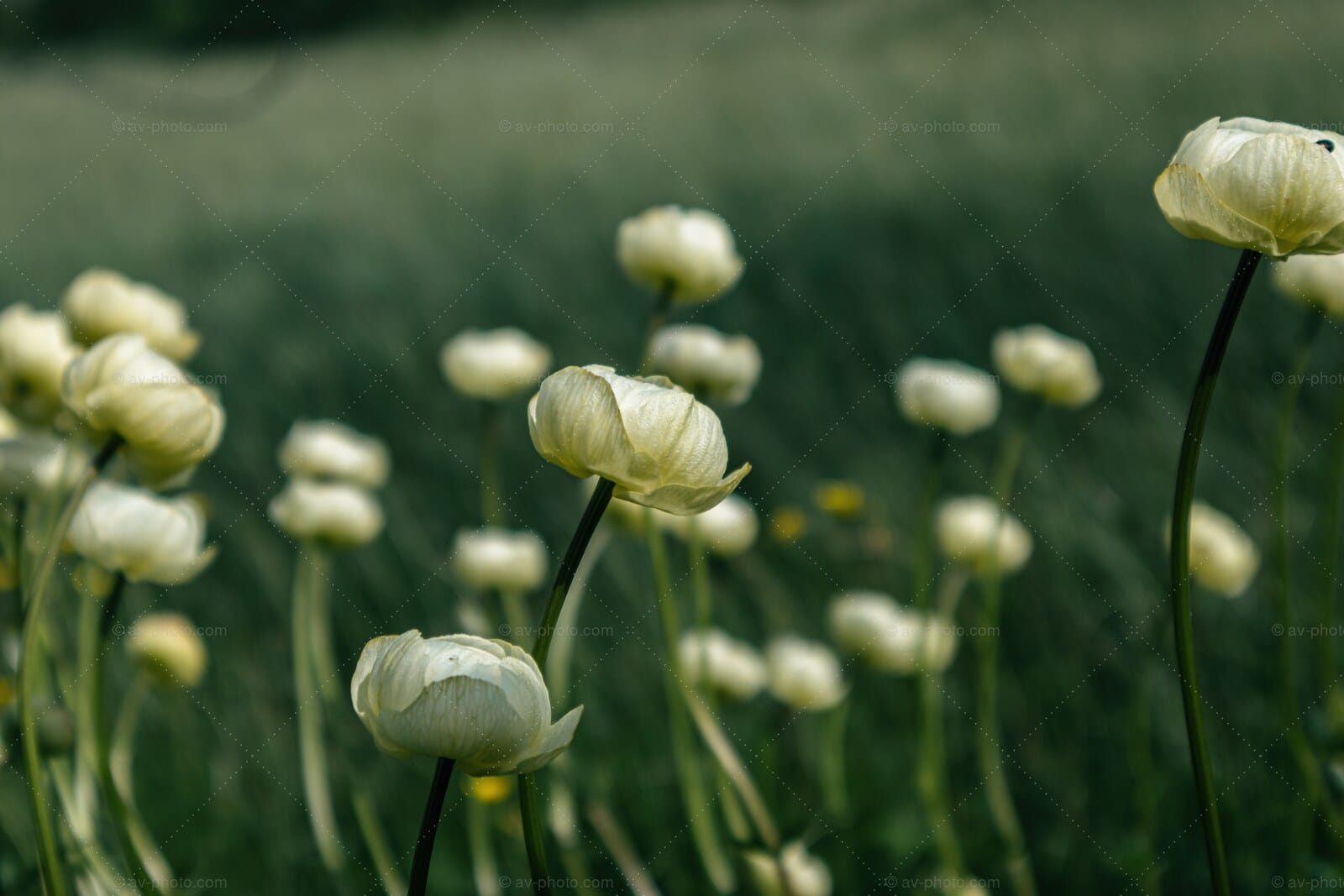 Icelandic Wildflowers