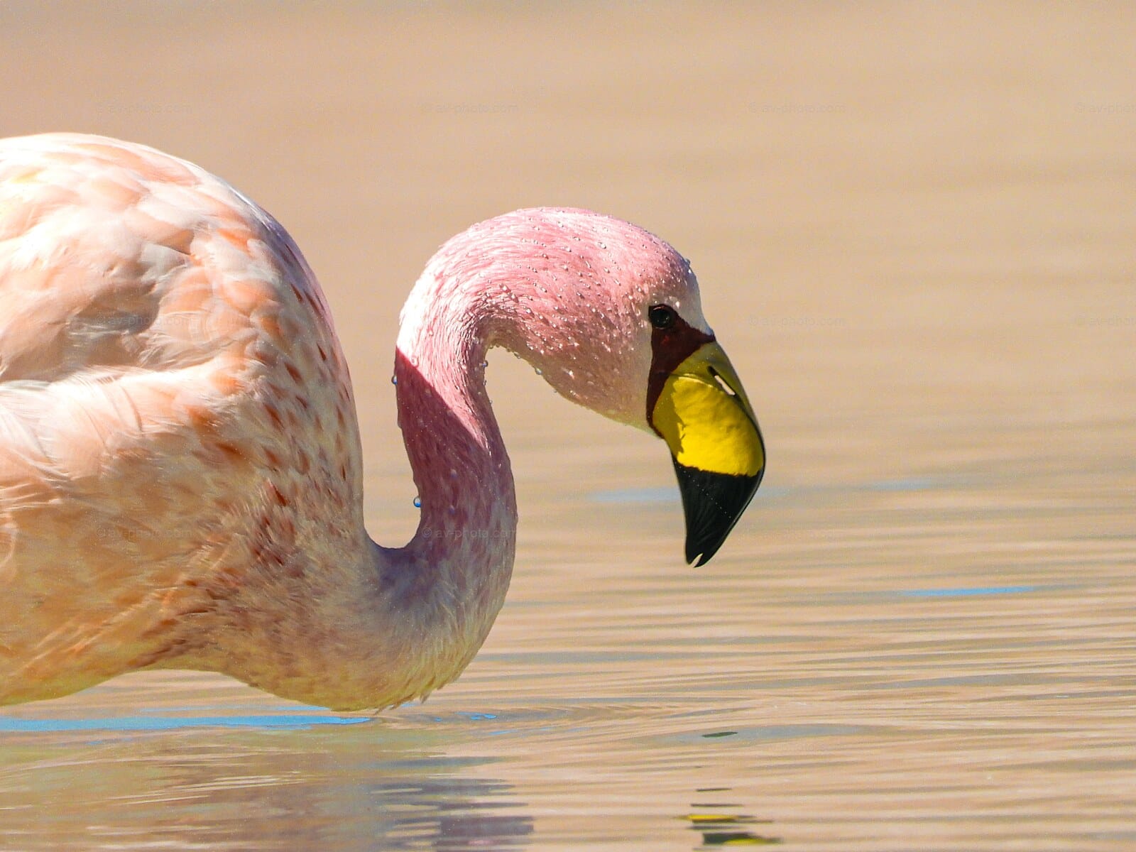 Bolivian Flamingo