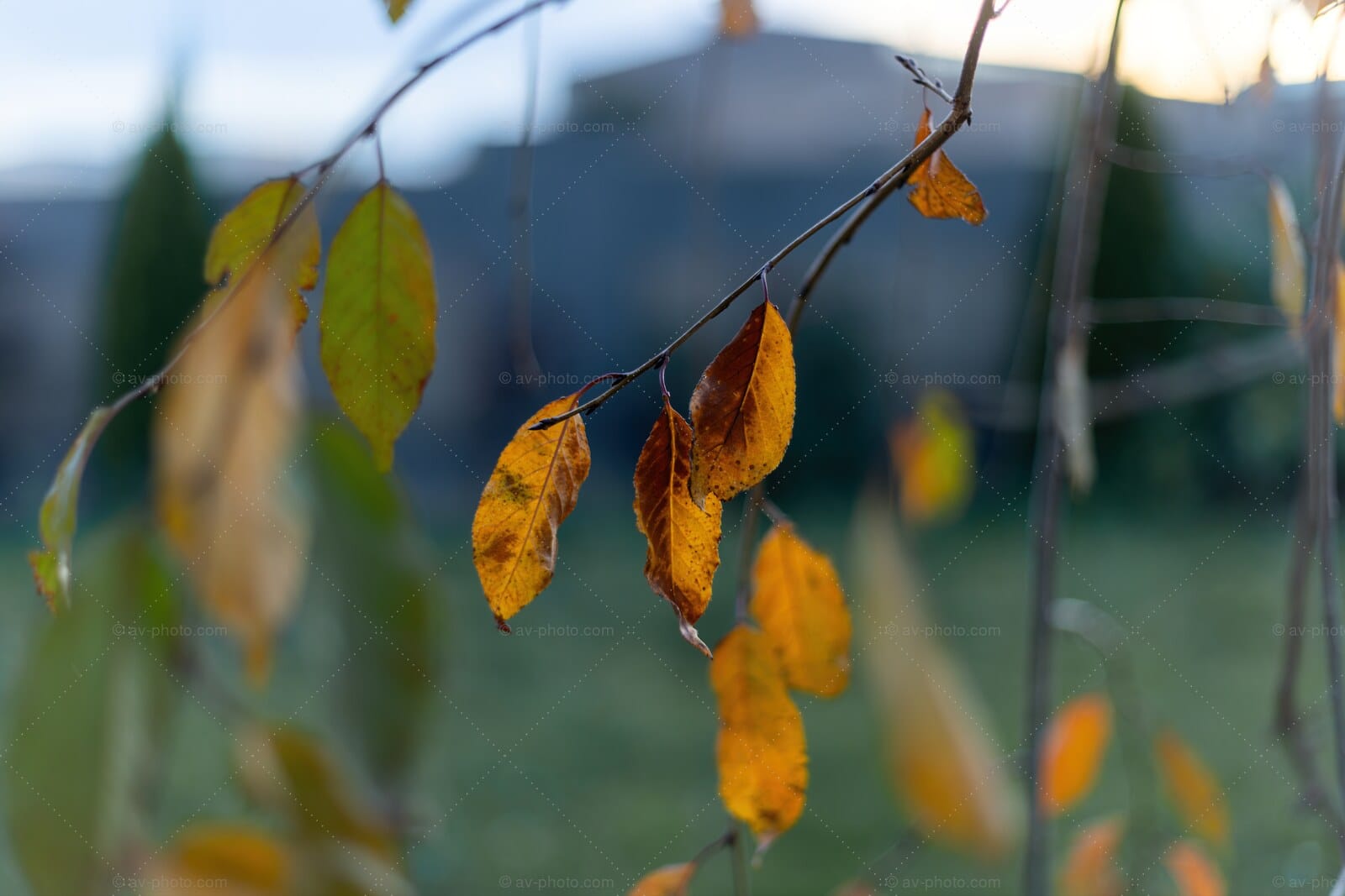 Golden Autumn Leaves