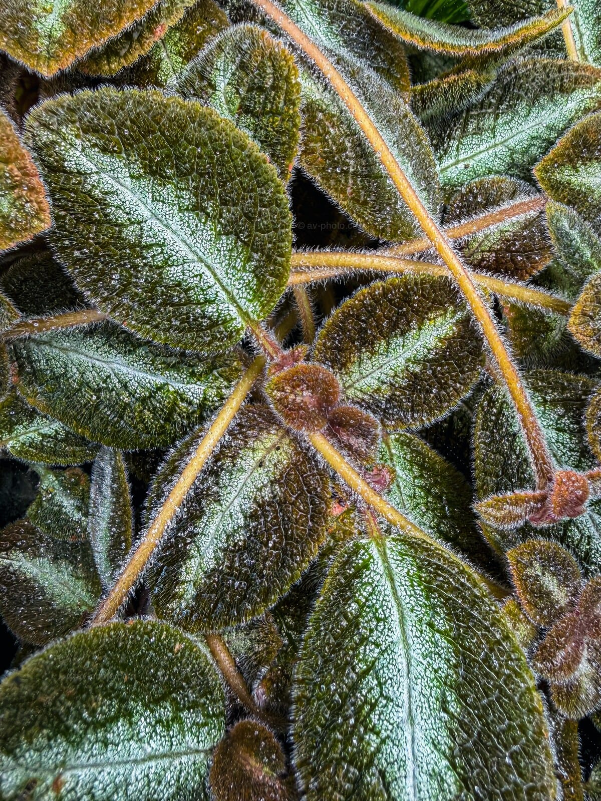 Velvet Leaves