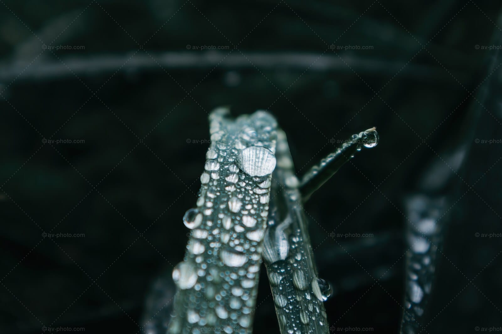 Dew on Grass Blade