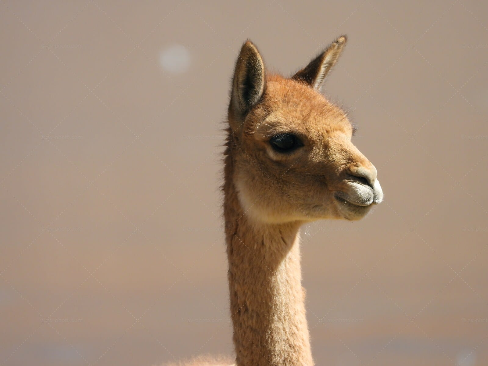Vicuna Portrait