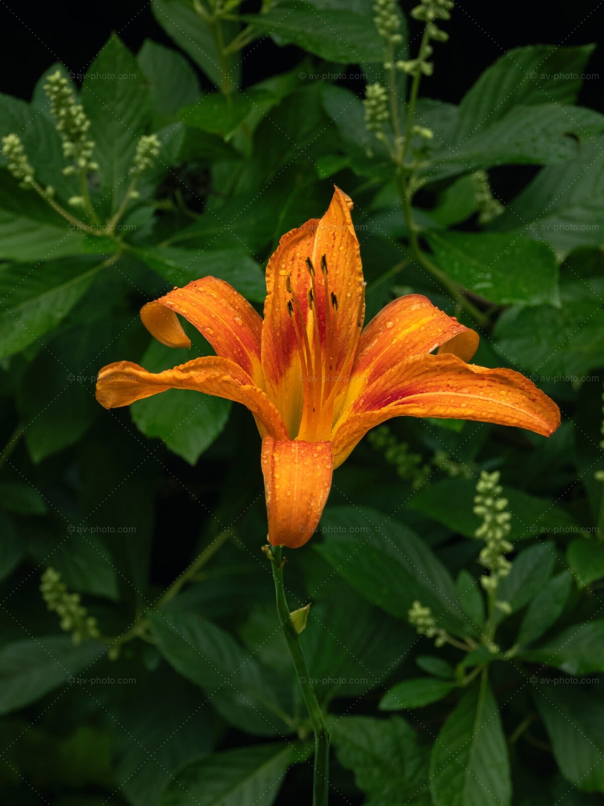 Daylily Raindrops