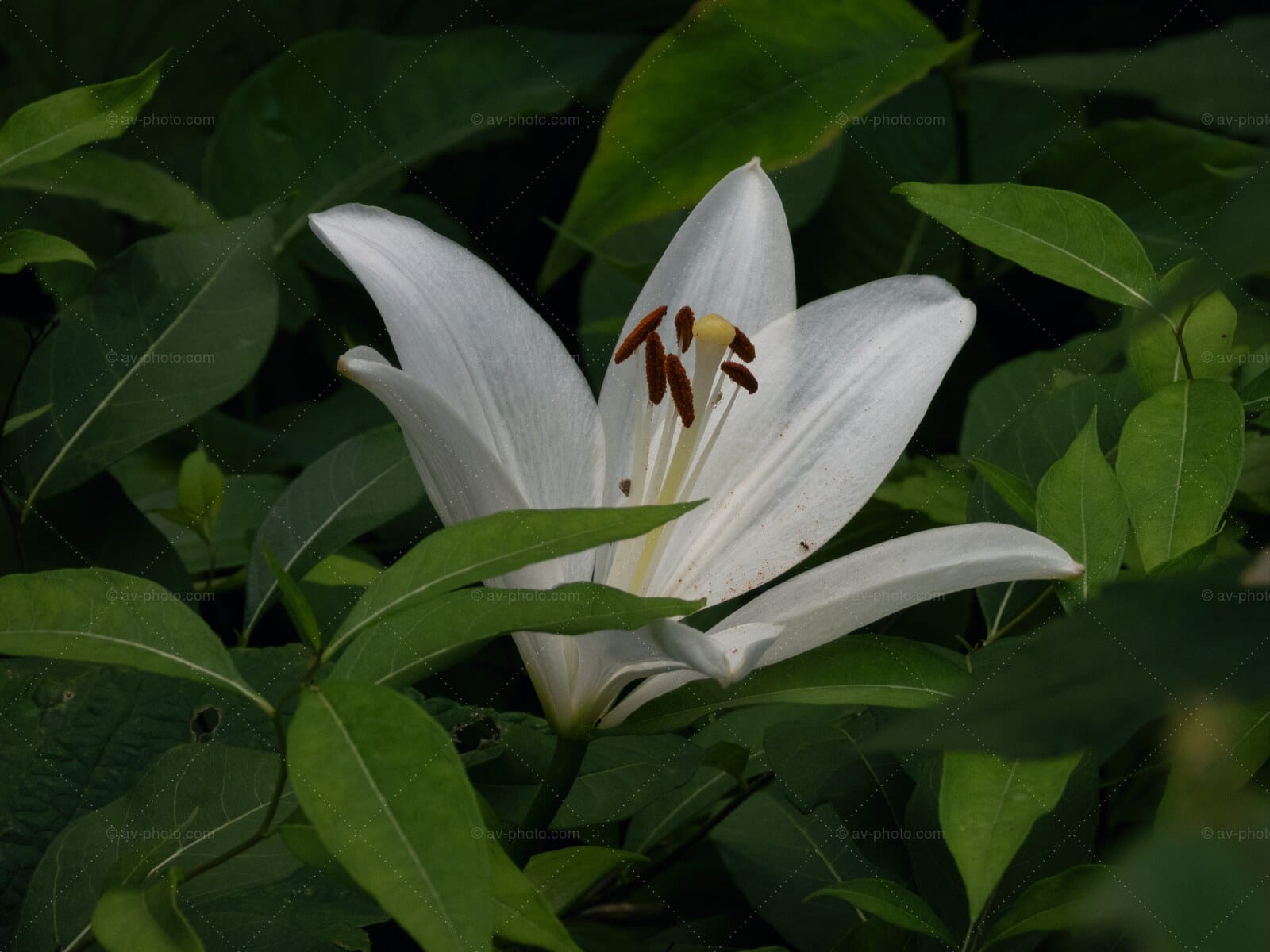 White Lily Understory