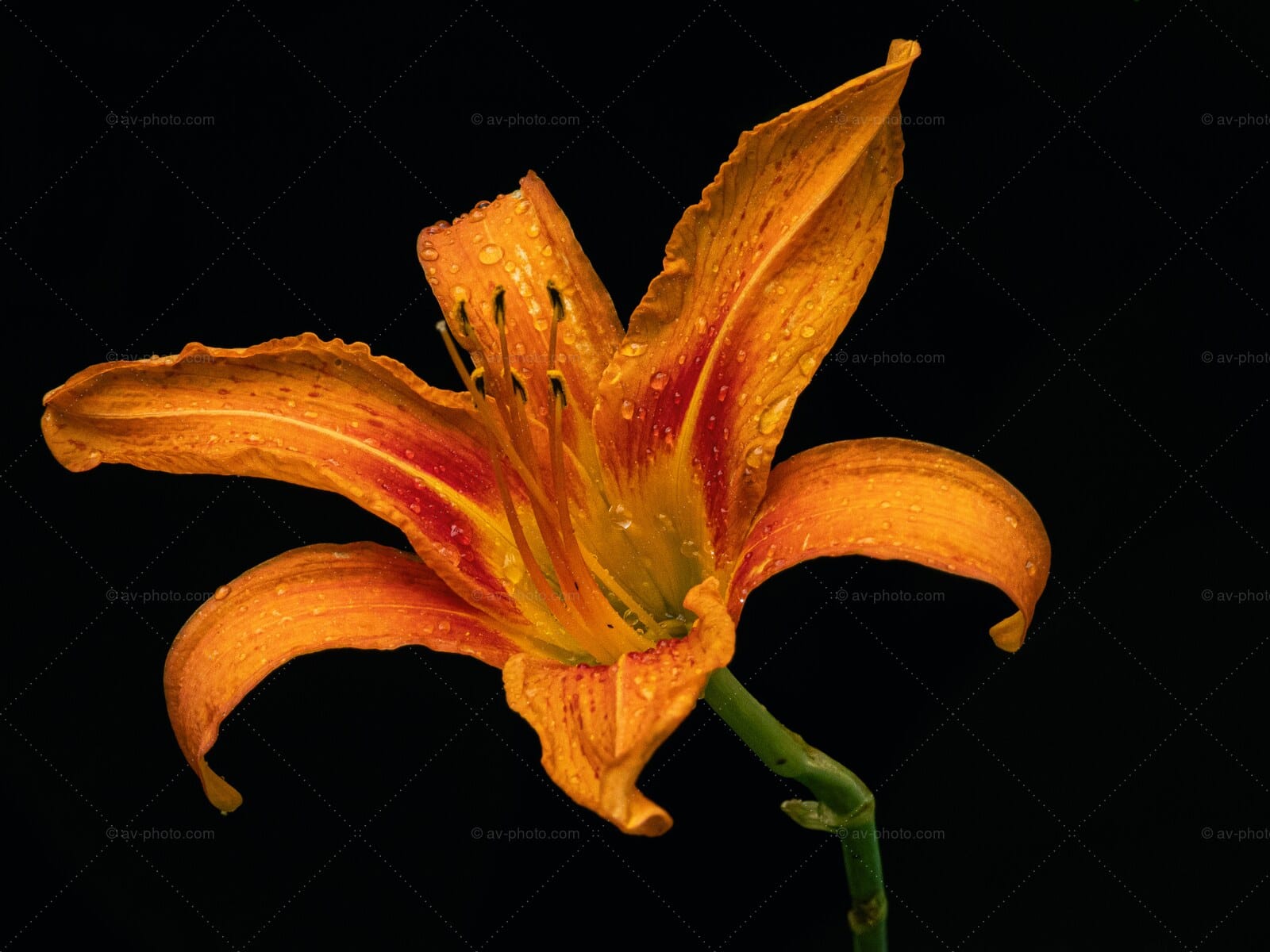 Daylily on Black
