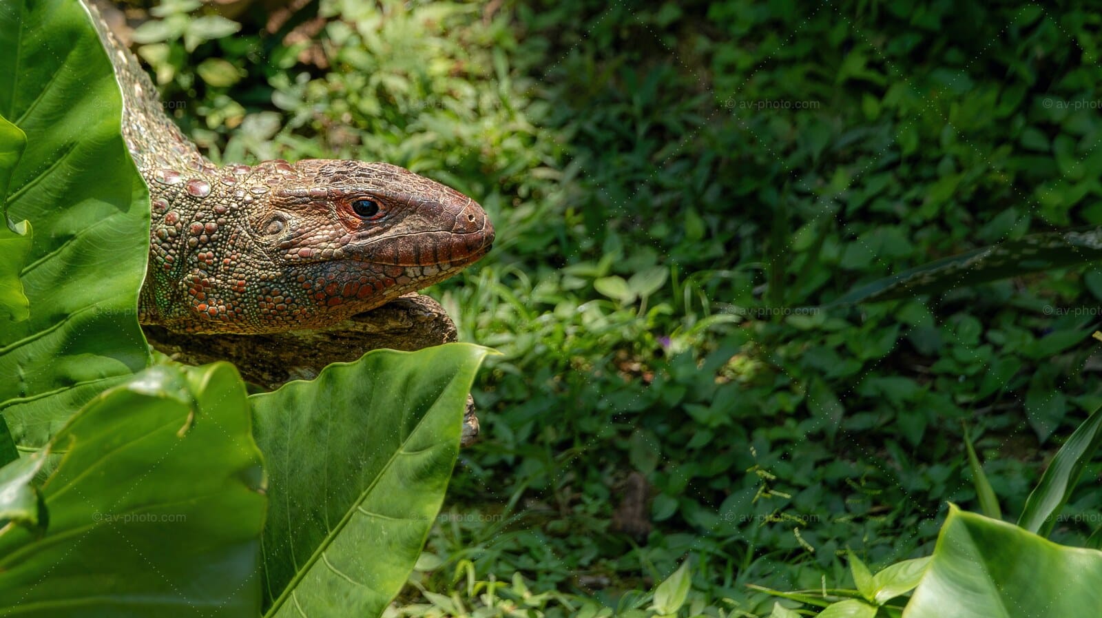 Caiman Lizard Watch