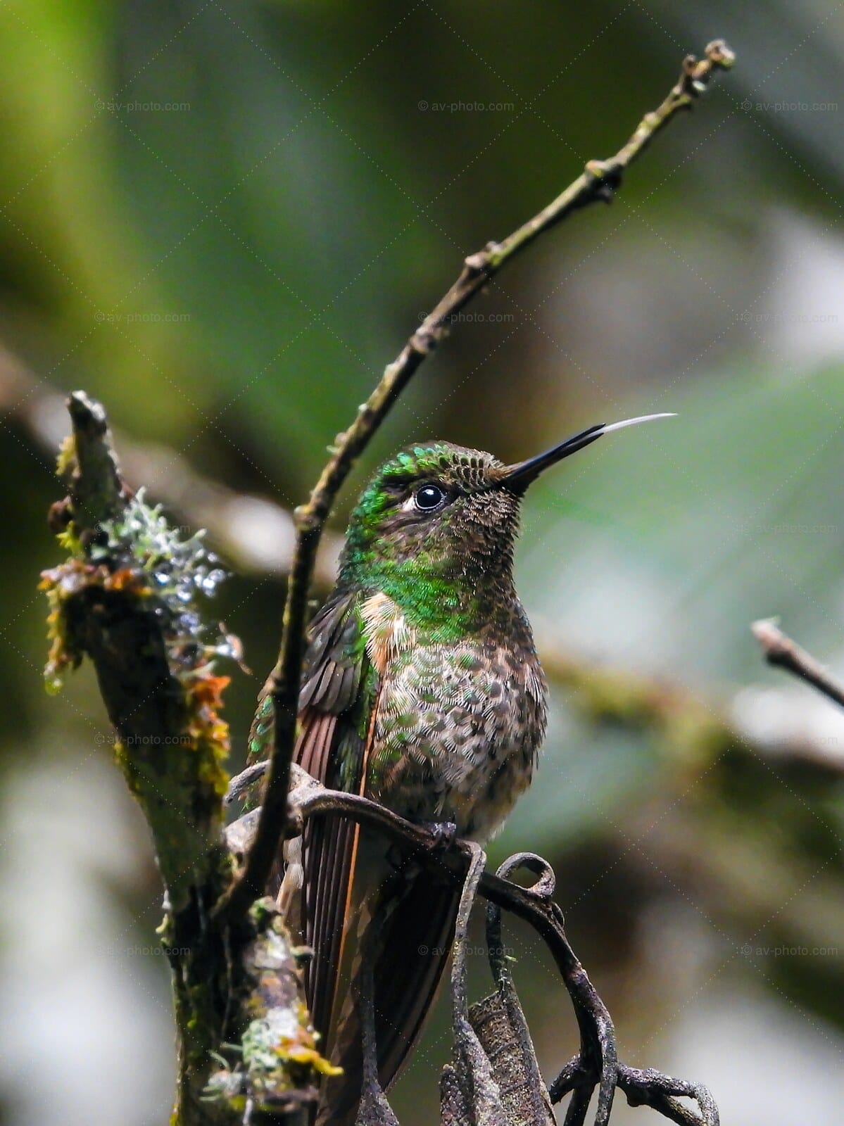 Buff-Tailed Hummingbird