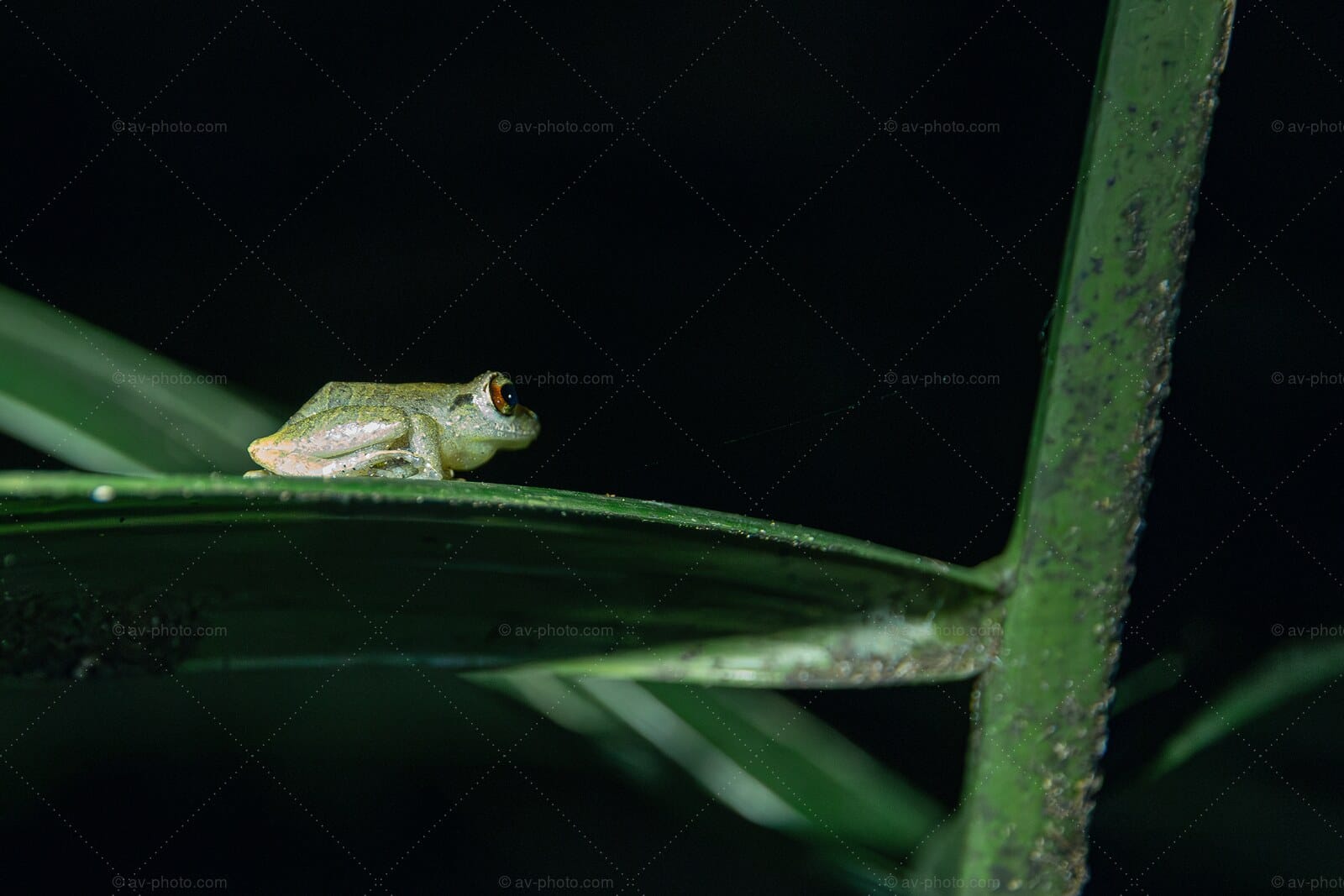 Rainforest Night Frog