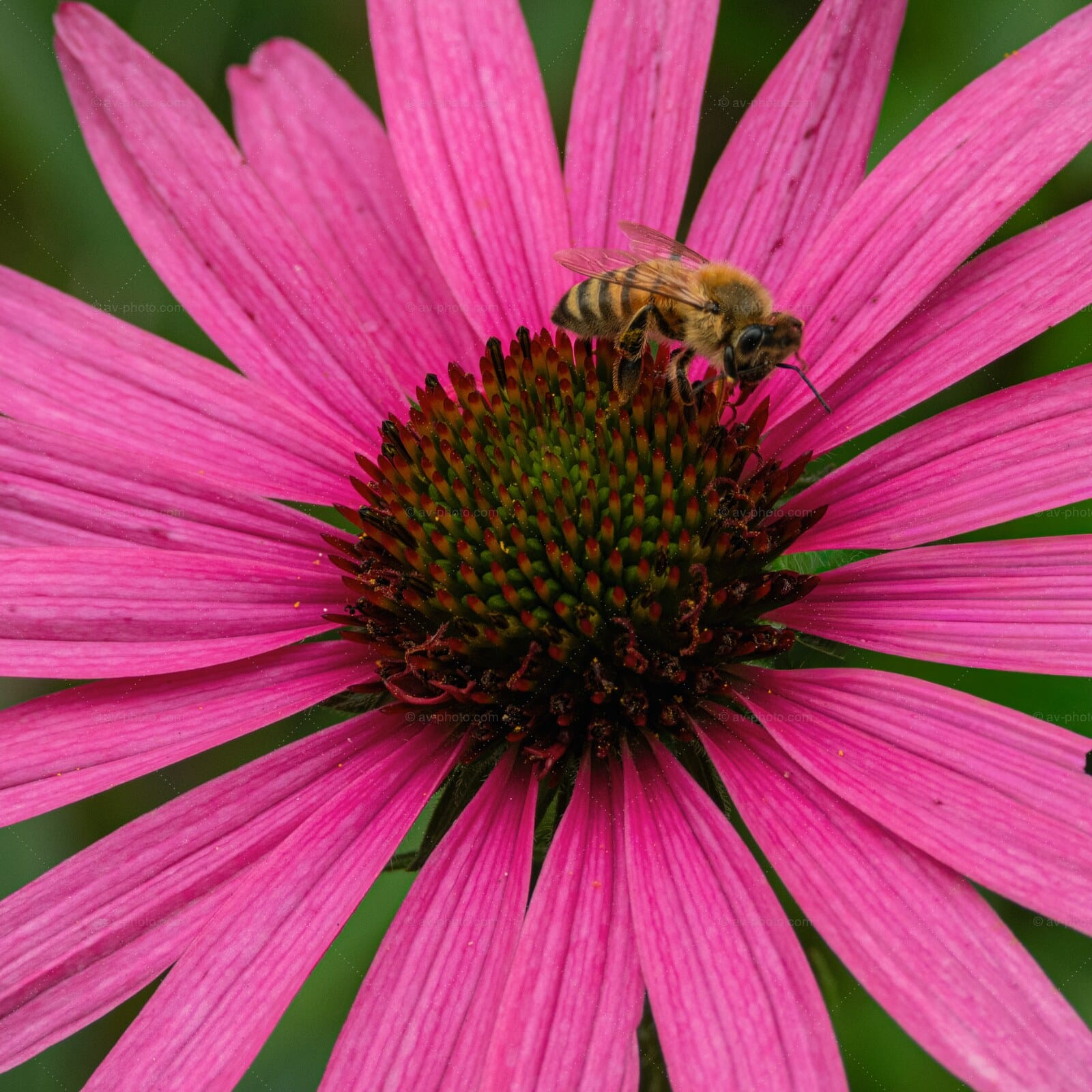 Bee on Magenta Coneflower