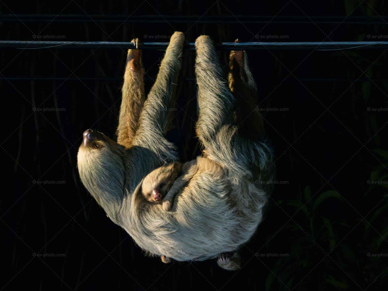 Sloth Mother and Baby