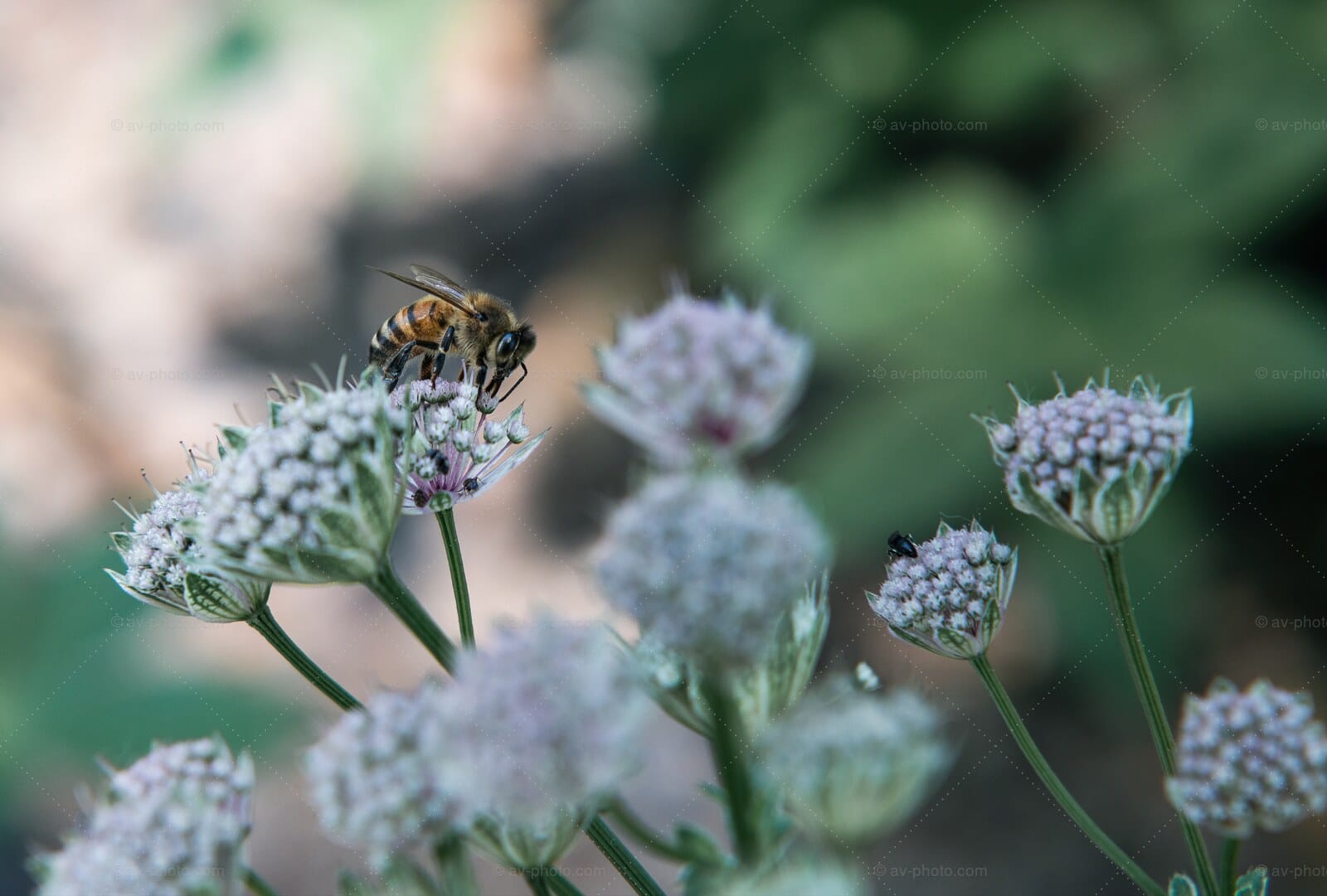 Bee on Masterwort