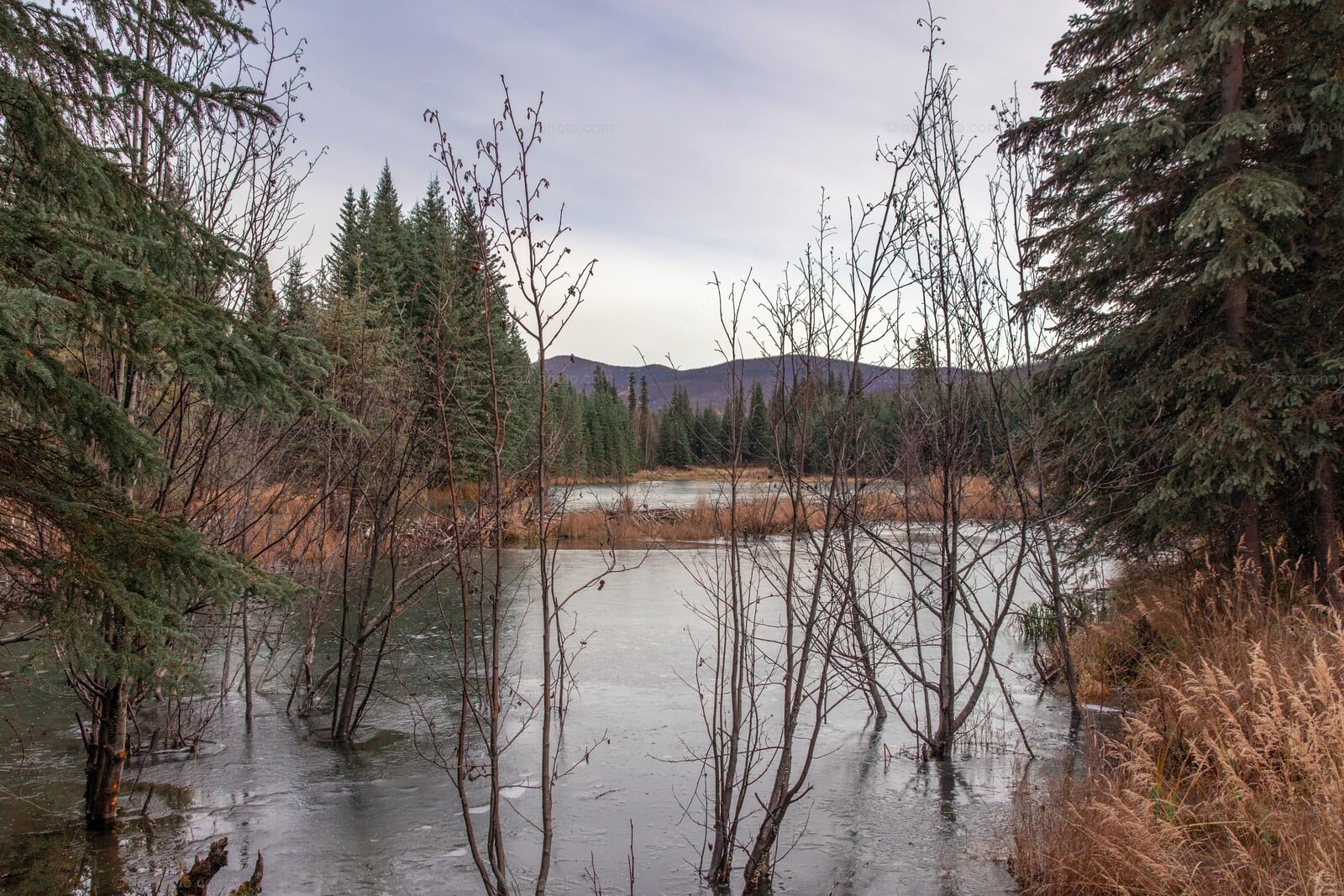 Beaver Pond Freeze