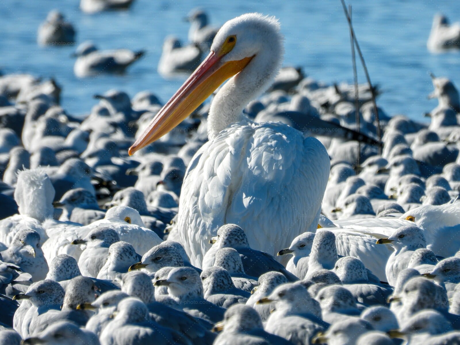 Pelican Among Gulls