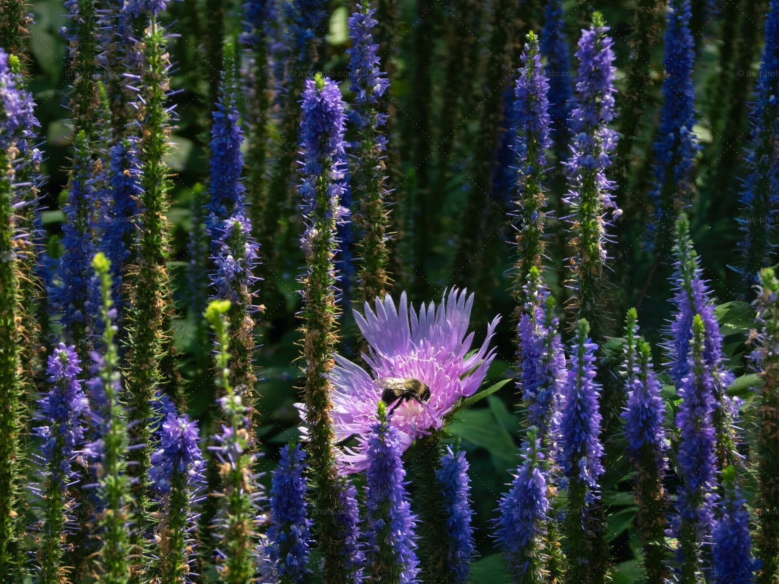 Bee on Stokes Aster