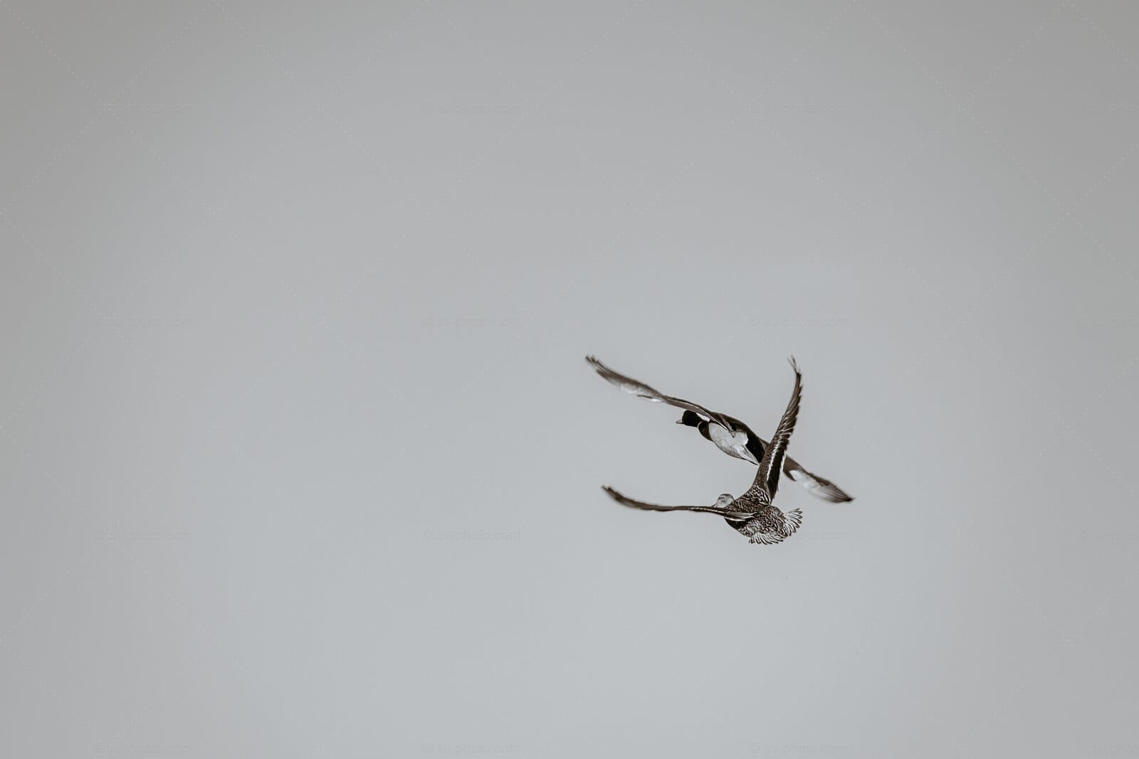 Ducks in Flight