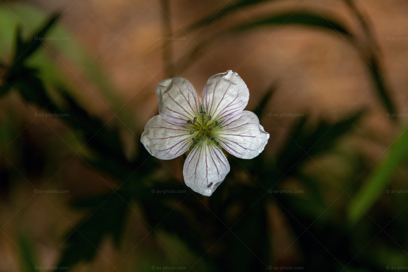 White Geranium Forest