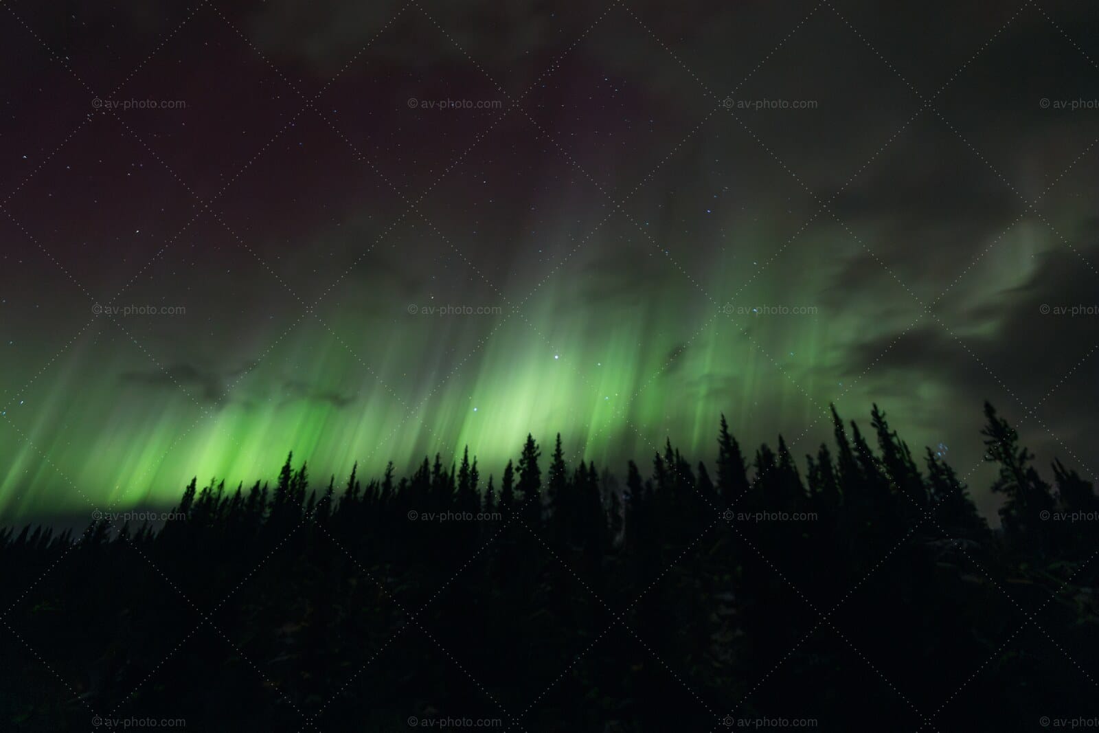 Aurora Spruce Curtain