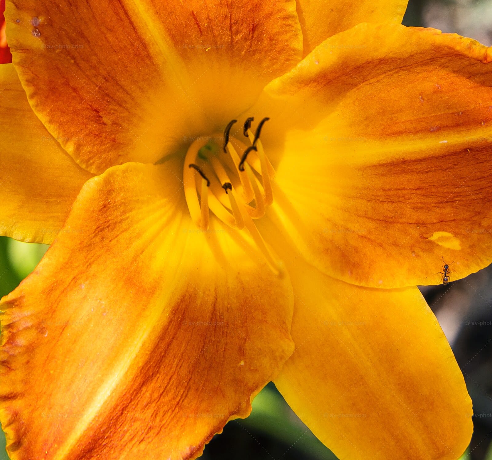Orange Daylily