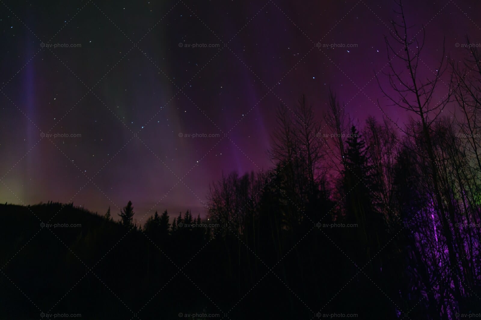 Purple Aurora Treeline