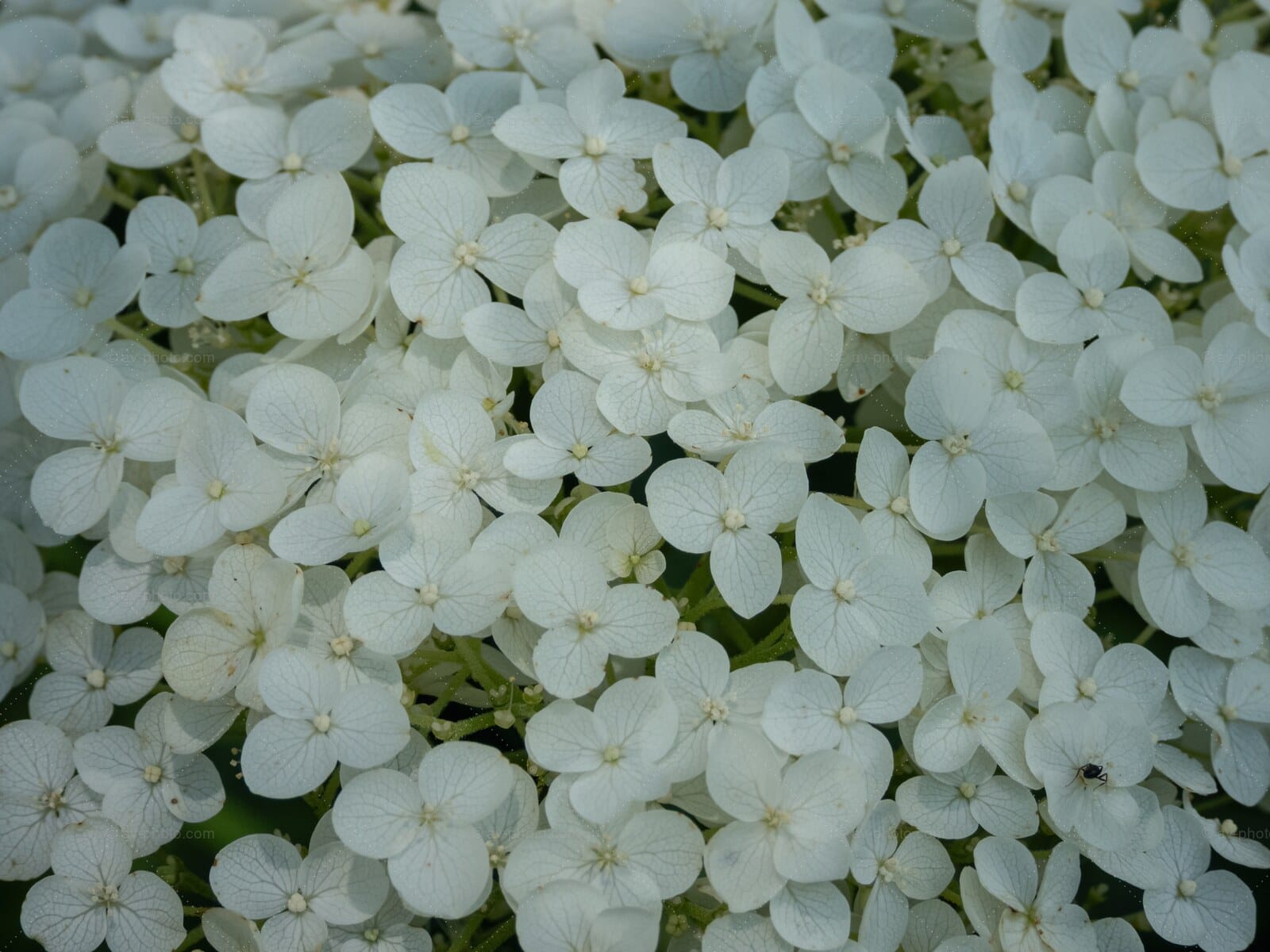 Hydrangea Lace
