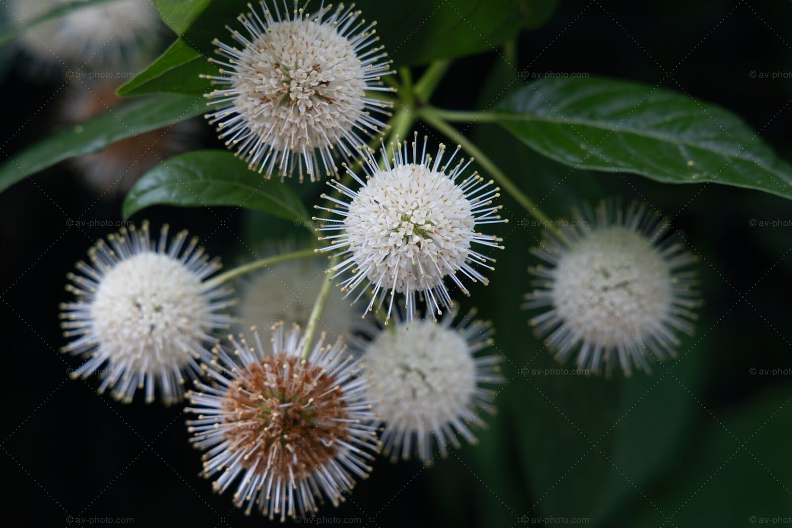 Buttonbush Blooms