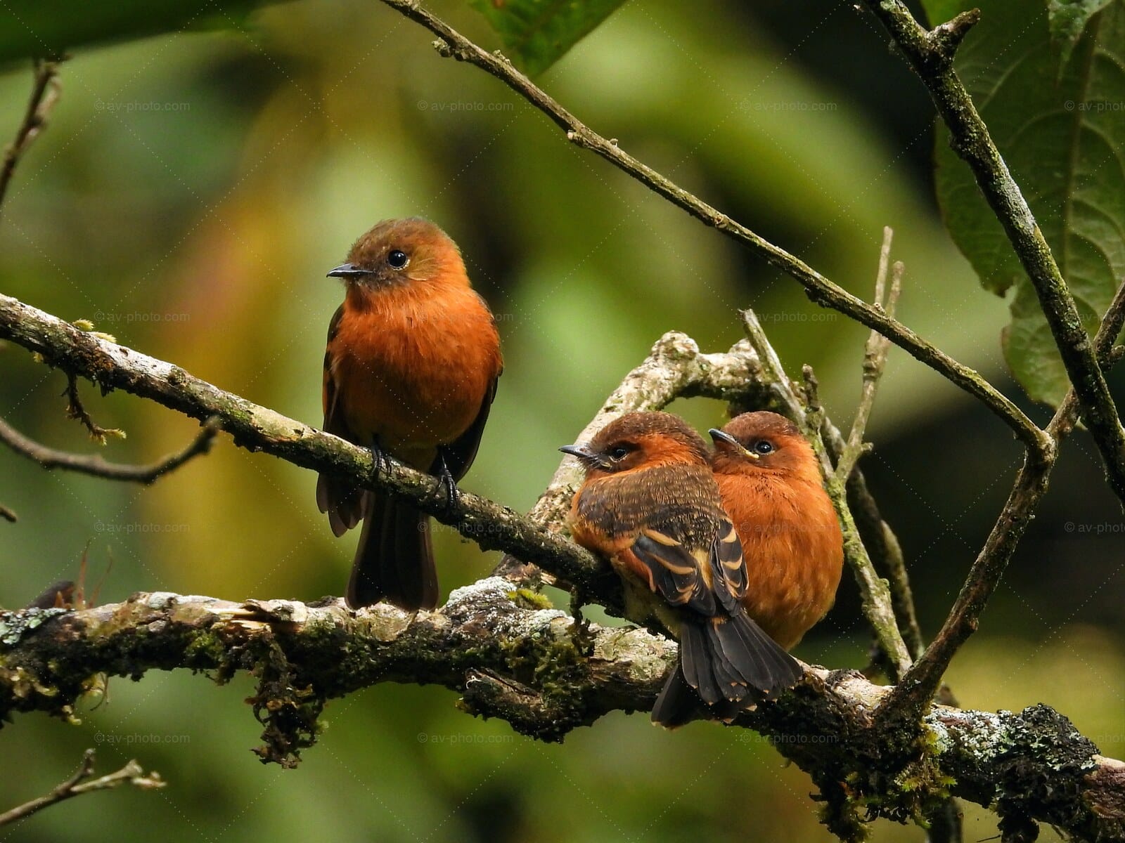 Cinnamon Flycatcher Trio