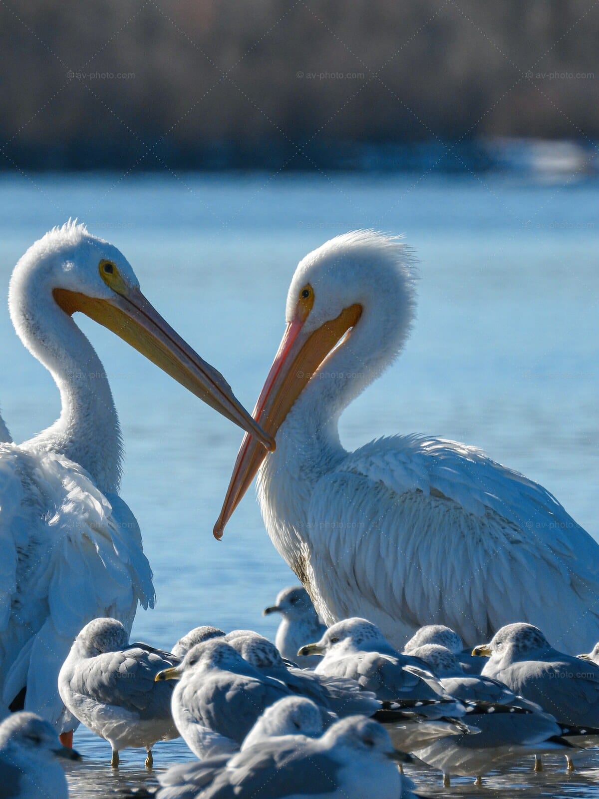 Pelicans Crossing Bills