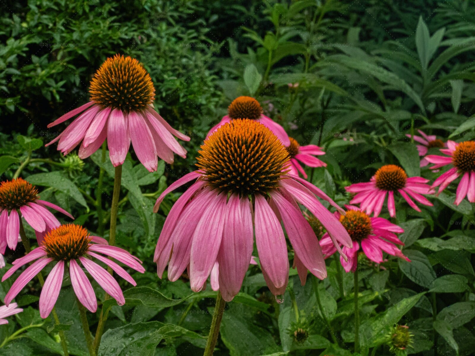 Coneflower Cluster
