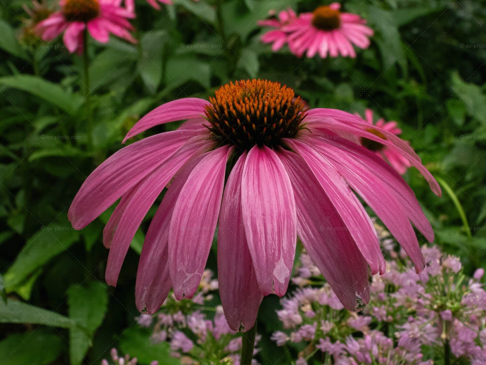 Coneflower Duet