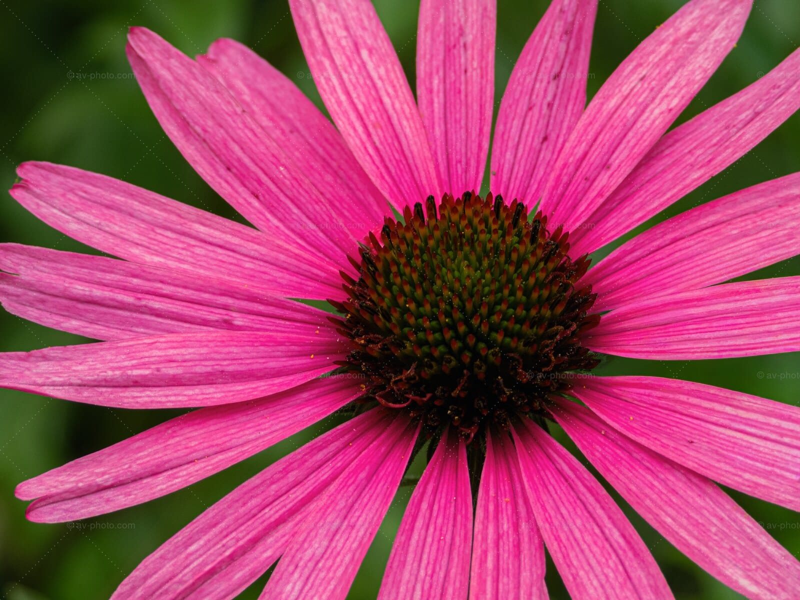 Magenta Coneflower