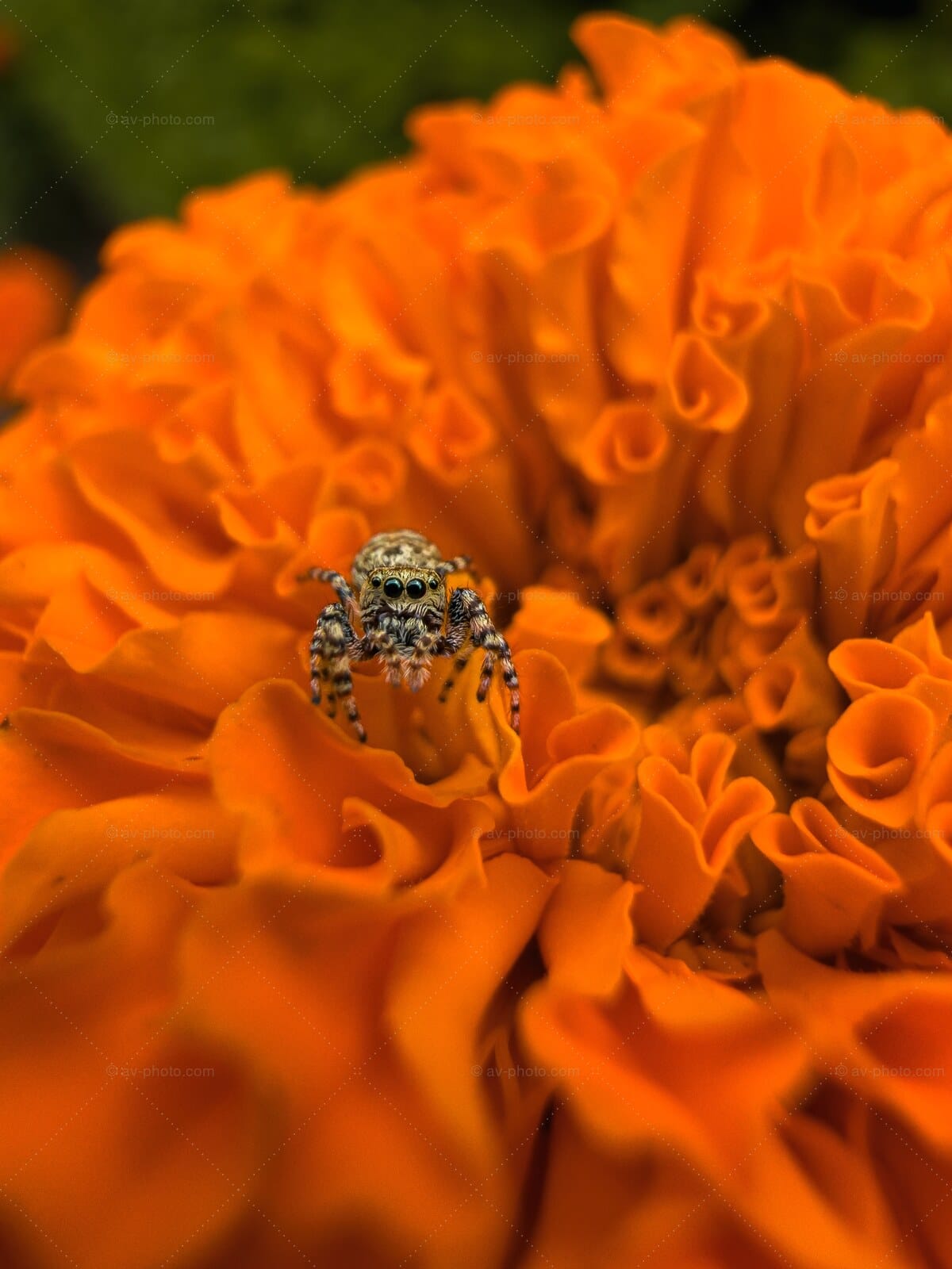 Jumping Spider Marigold