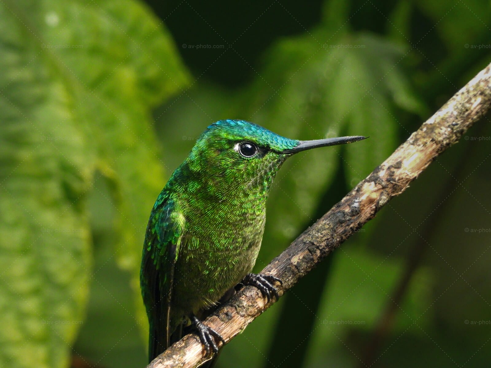 Green Hummingbird Portrait