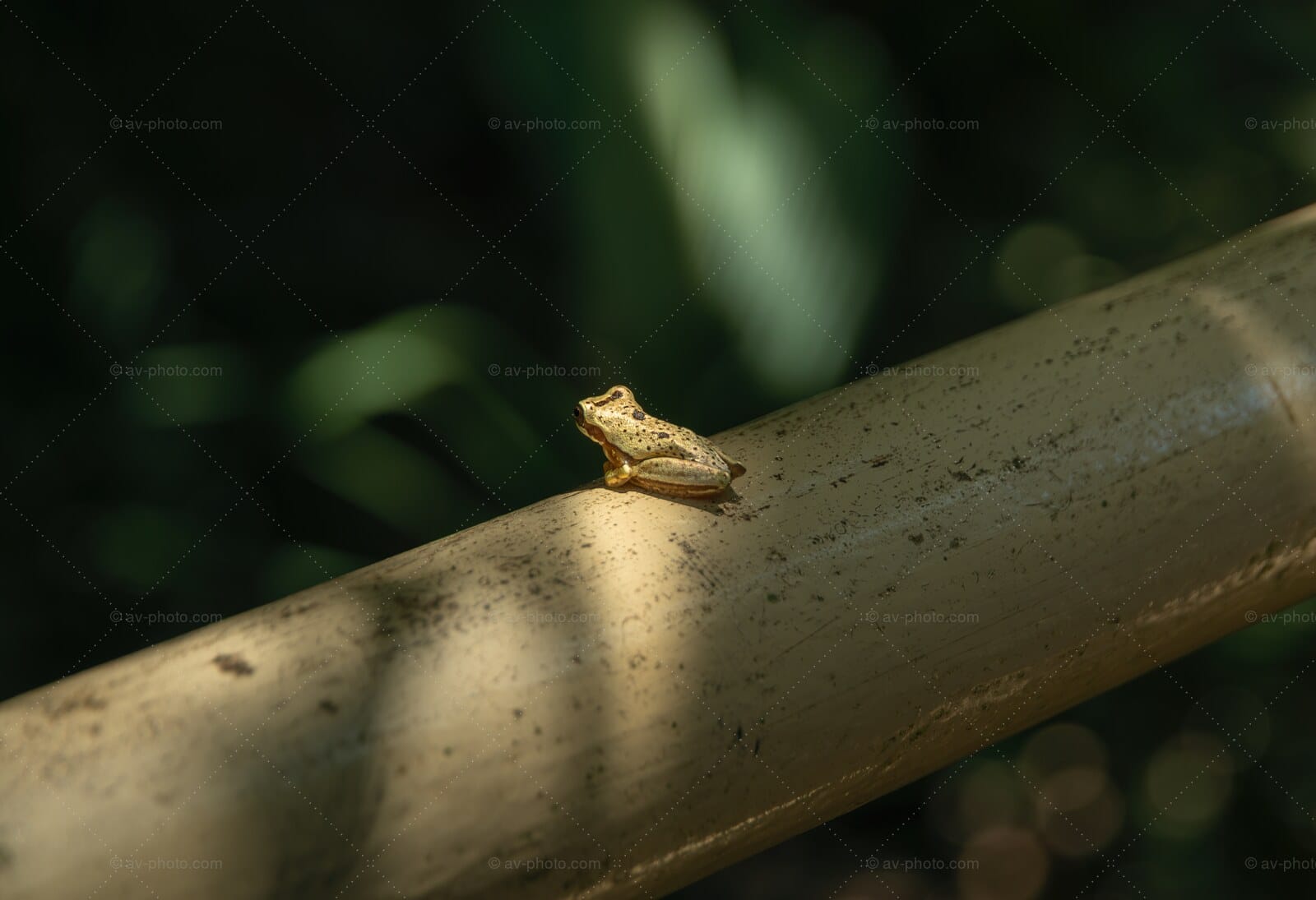 Golden Tree Frog Bamboo