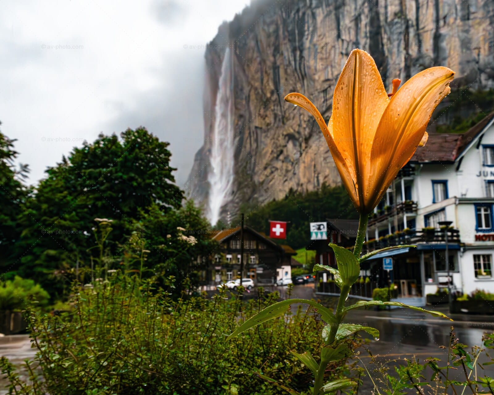 Lily Below Staubbach