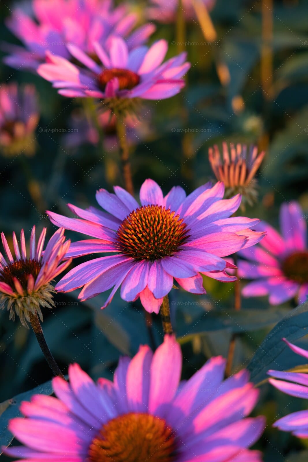 Coneflower Field