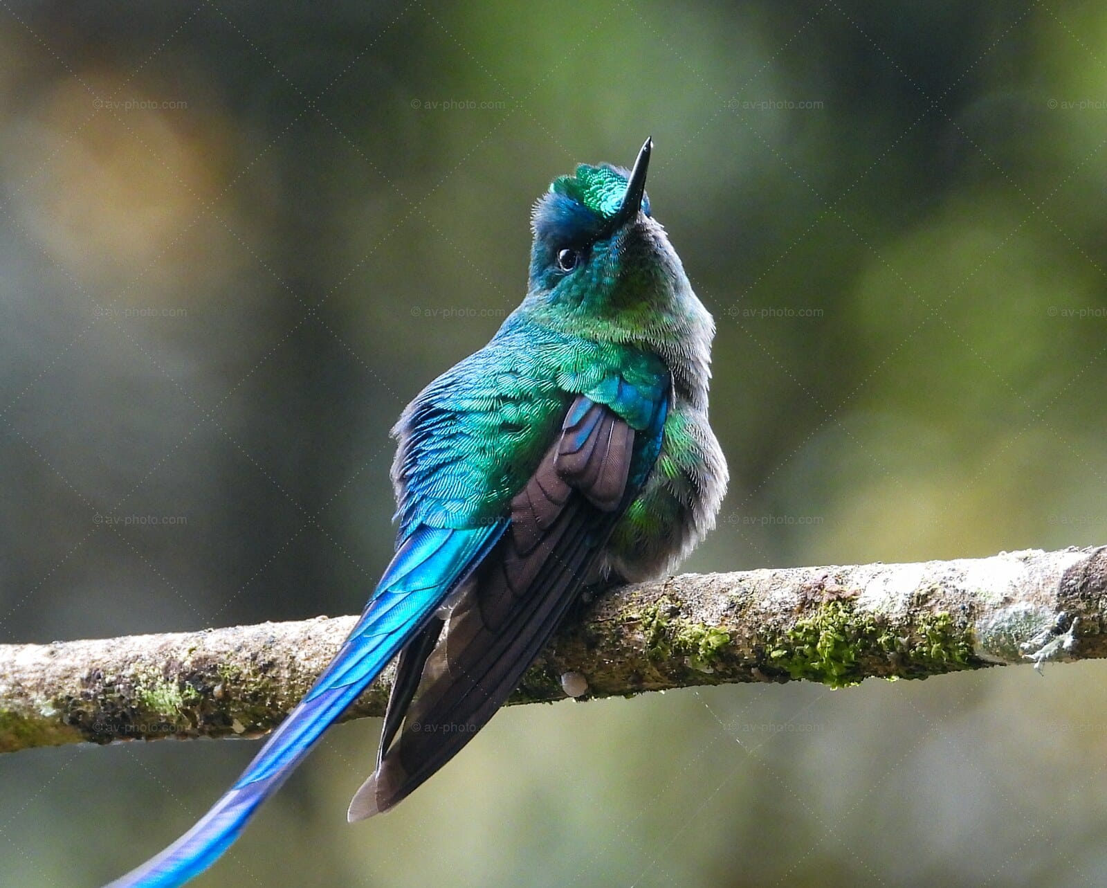 Sylph Blue Tail