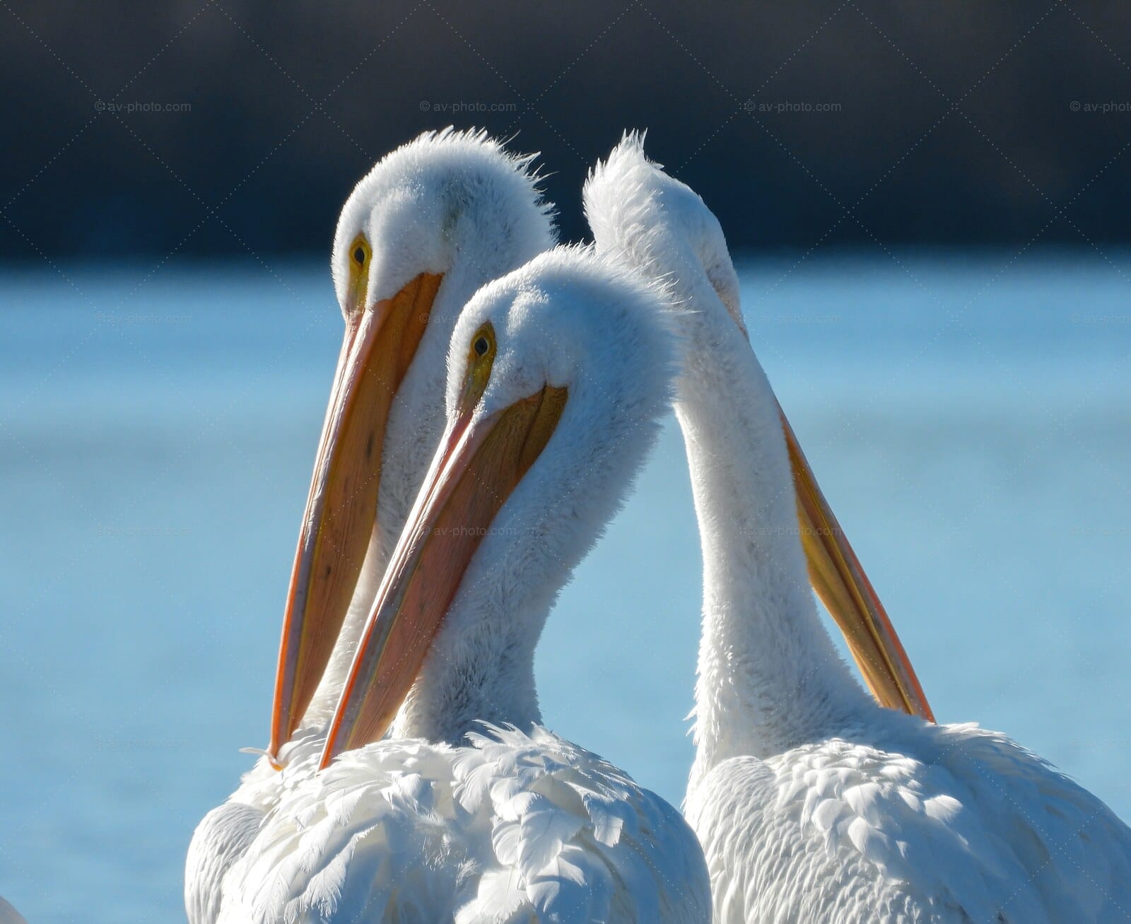 White Pelicans Preening