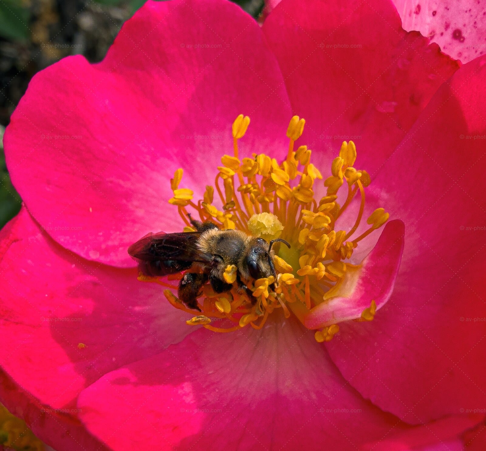 Bee on Wild Rose
