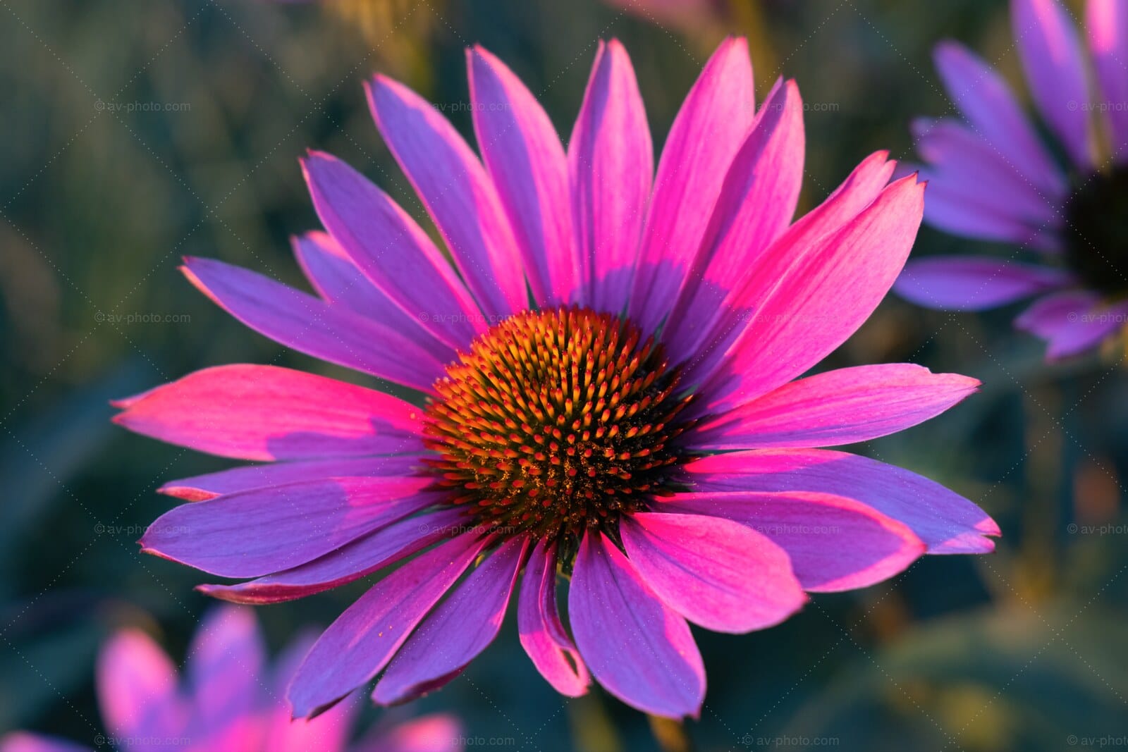 Backlit Coneflower