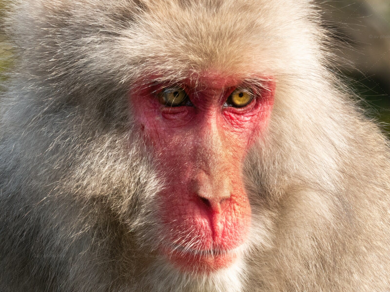 Snow Monkey Portrait