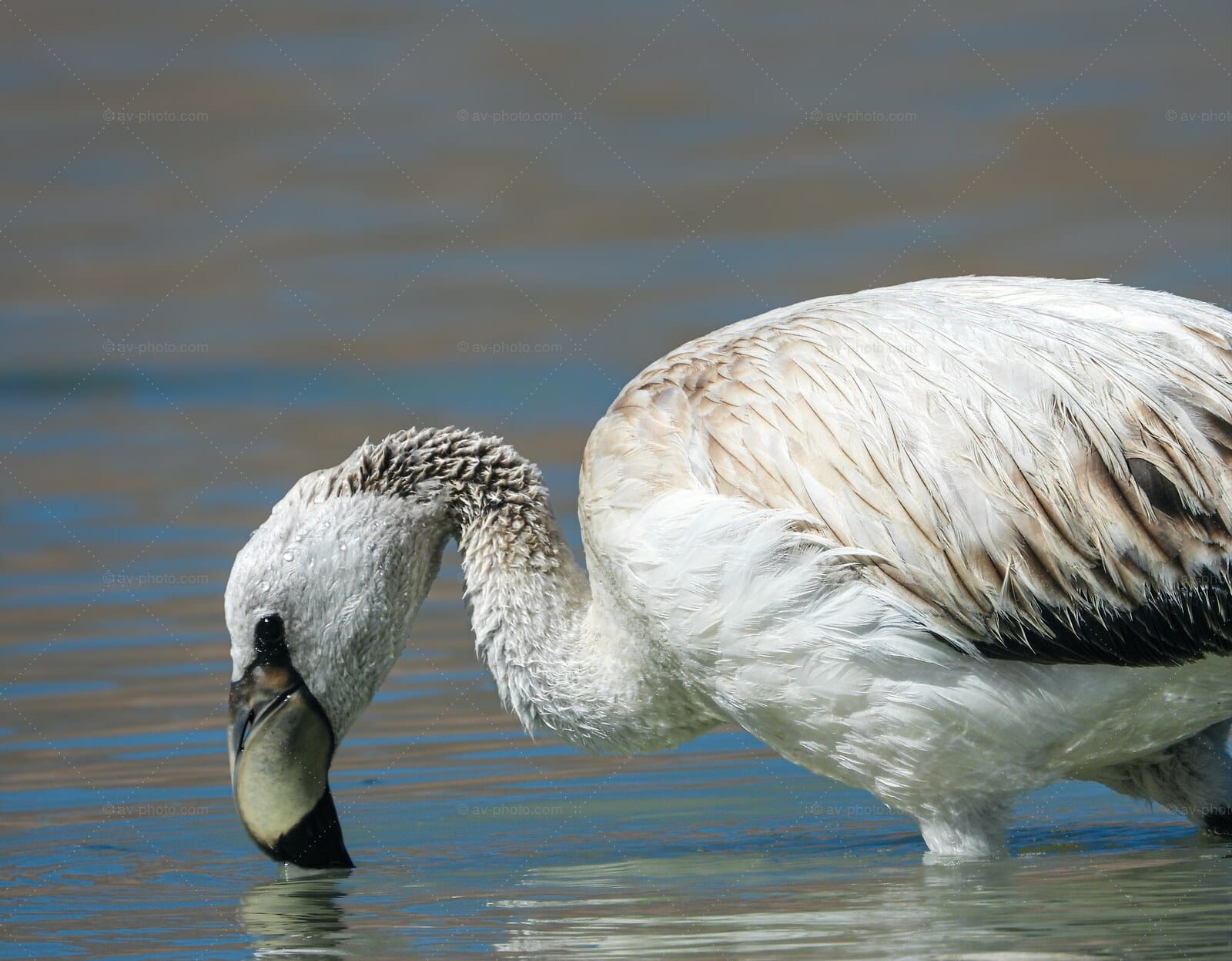 Flamingo Drinking