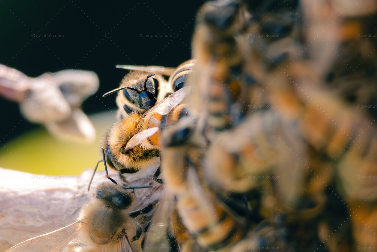 Honeybee Closeup