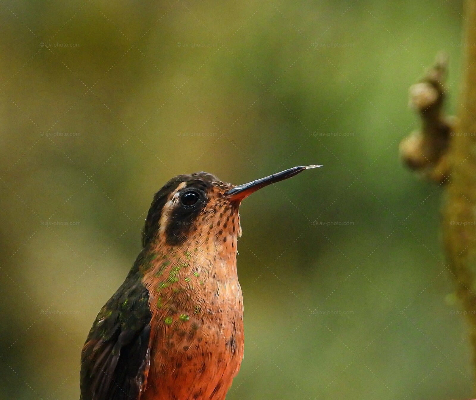 Speckled Hummingbird
