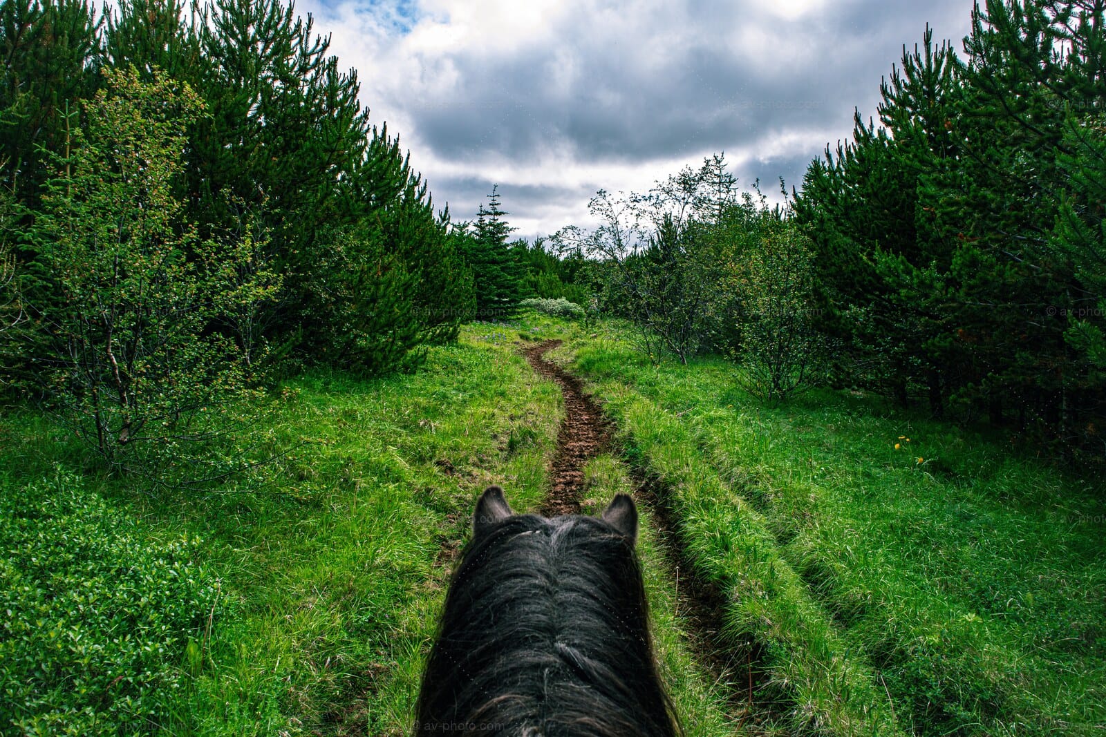 Icelandic Horse Trail