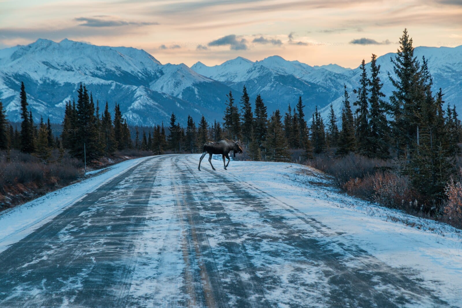 Moose Crossing at Dawn
