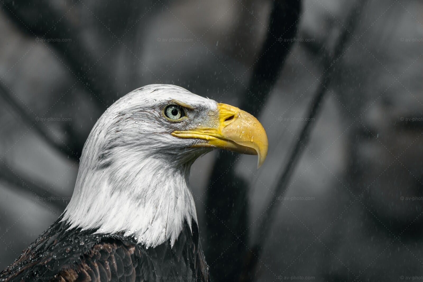 Bald Eagle in Rain