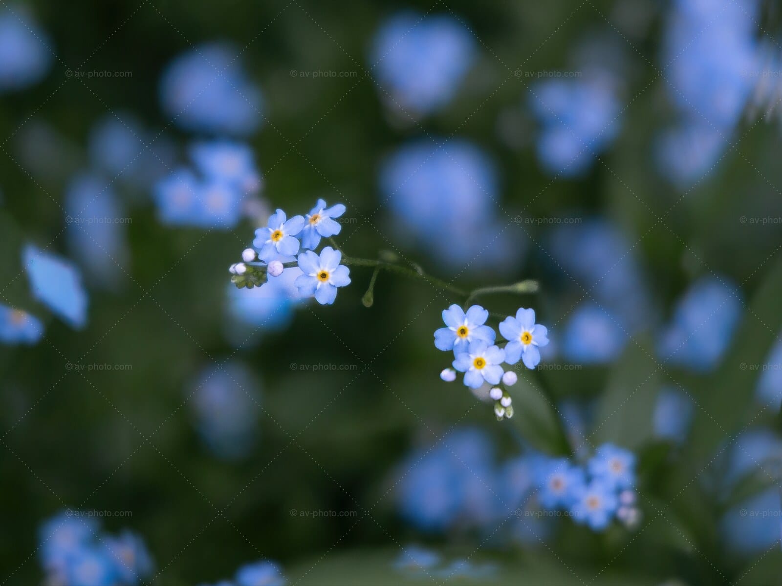 Forget Me Not Sprig