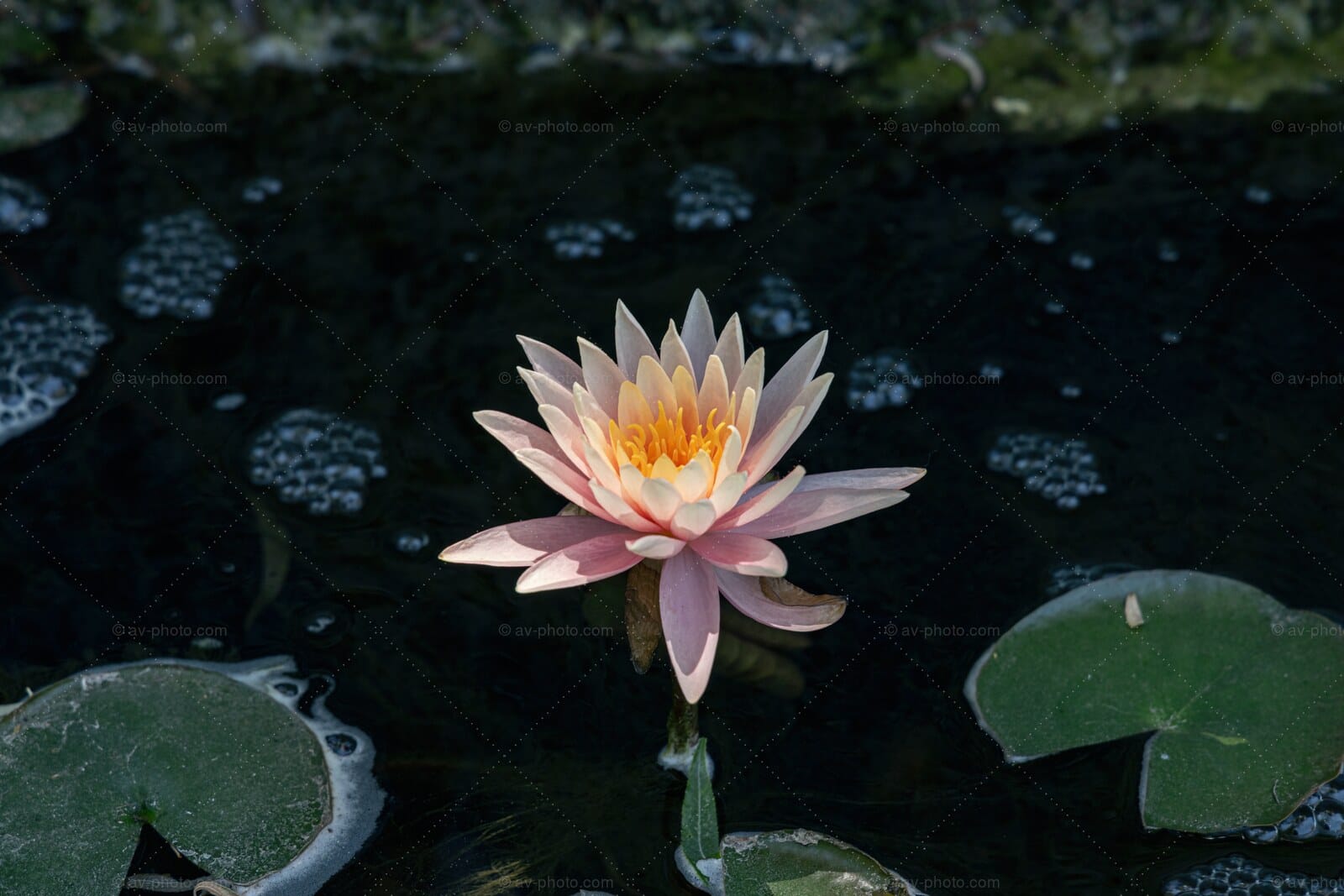 Pink Water Lily