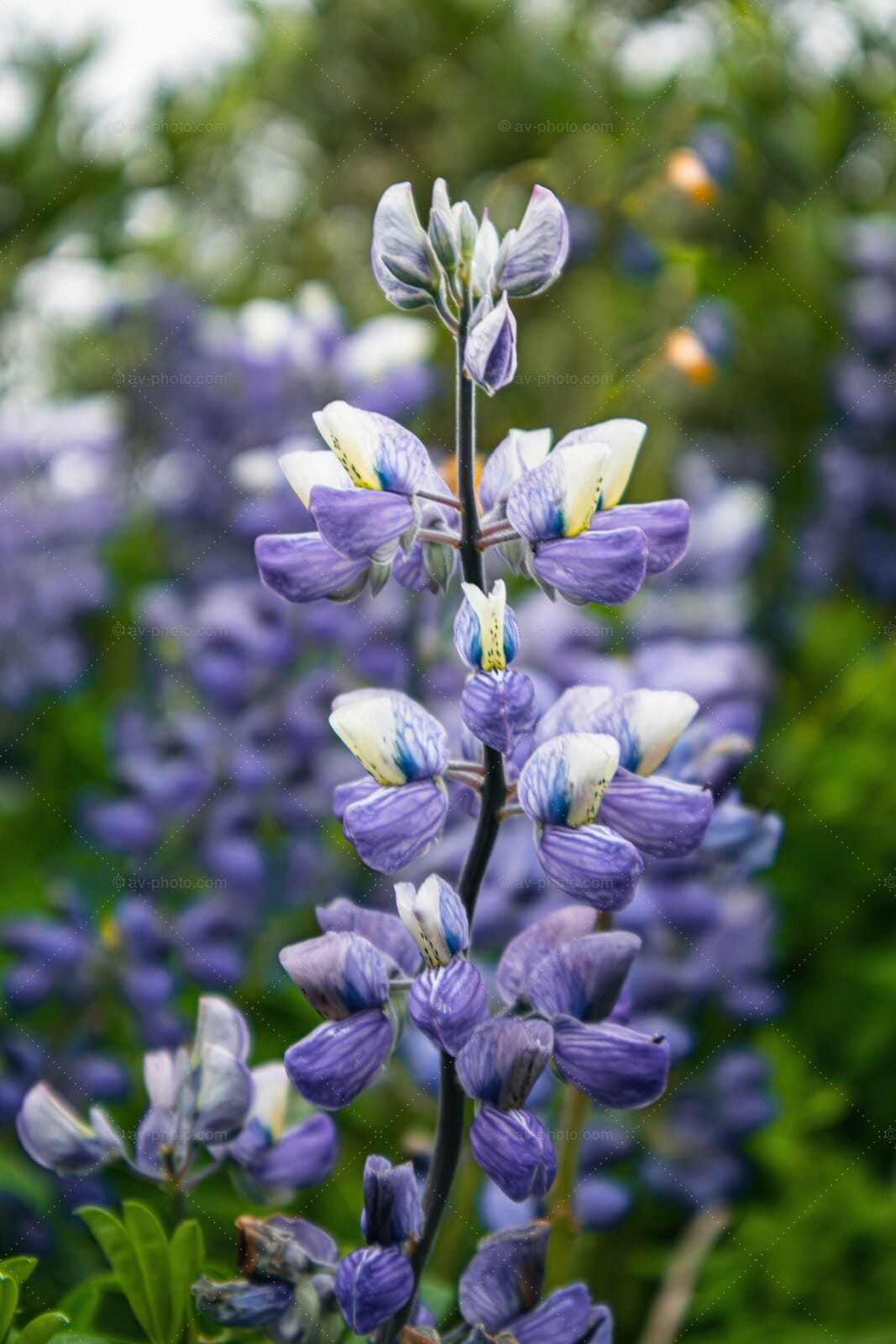 Nootka Lupine Spire
